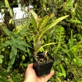 Neoregelia 'Chrissy'+odrost - wiwarium, terrarium