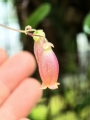 RZADKOŚĆ! Kalanchoe uniflora-Madagaskar - wiwarium