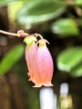 RZADKOŚĆ! Kalanchoe uniflora-Madagaskar - wiwarium