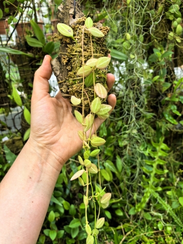 Dischidia ovata na podkładce - terrarium, paludarium