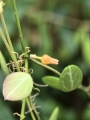 Dischidia ovata na podkładce - terrarium, paludarium