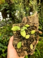 Dischidia ovata na podkładce - terrarium, paludarium