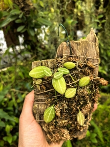 Dischidia ovata na podkładce - terrarium, paludarium