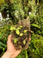 Dischidia ovata na podkładce - terrarium, paludarium