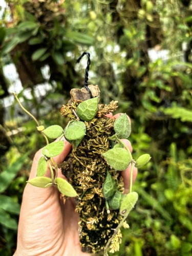 RZADKOŚĆ Dischidia hirsuta na podkładce - terrarium, paludarium