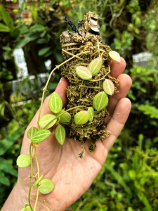 Dischidia ovata na podkładce - terrarium, paludarium