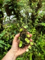 Hoya serpens na podkładce - terrarium, paludarium