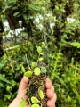 Hoya serpens na podkładce - terrarium, paludarium
