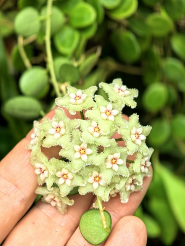 Hoya serpens na podkładce - terrarium, paludarium