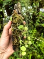 Hoya serpens na podkładce - terrarium, paludarium