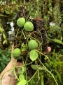 Dischidia pectinoides na podkładce - terrarium, paludarium