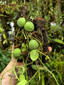 Dischidia pectinoides na podkładce - terrarium, paludarium