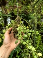 Dischidia ruscifolia na podkładce - terrarium, paludarium