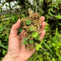Hoya serpens na podkładce - terrarium, paludarium