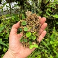 Hoya serpens na podkładce - terrarium, paludarium