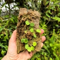 Hoya serpens na podkładce - terrarium, paludarium