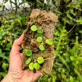 Hoya serpens na podkładce - terrarium, paludarium