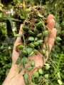 RZADKOŚĆ Dischidia hirsuta na podkładce - terrarium, paludarium