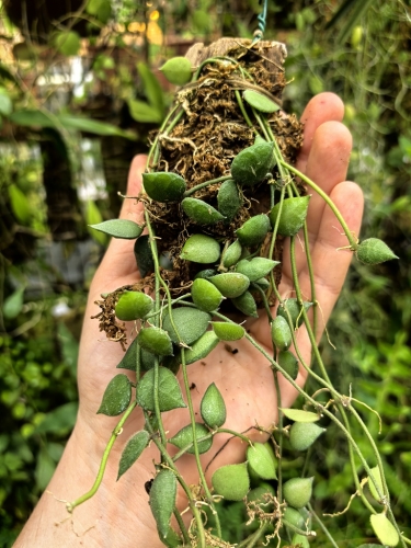 RZADKOŚĆ Dischidia hirsuta na podkładce - terrarium, paludarium