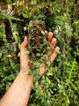 RZADKOŚĆ Dischidia hirsuta na podkładce - terrarium, paludarium