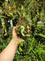 Hoya sigillatis 'Round Leaves' (Borneo) na podkłace - terrarium, paludarium