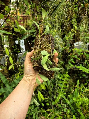 Hoya sigillatis 'Round Leaves' (Borneo) na podkłace - terrarium, paludarium