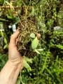 Hoya sigillatis 'Round Leaves' (Borneo) na podkłace - terrarium, paludarium
