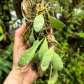 Hoya sigillatis 'Round Leaves' (Borneo) na podkłace - terrarium, paludarium