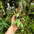 Hoya sigillatis 'Round Leaves' (Borneo) na podkłace - terrarium, paludarium