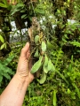 Hoya sigillatis 'Round Leaves' (Borneo) na podkłace - terrarium, paludarium