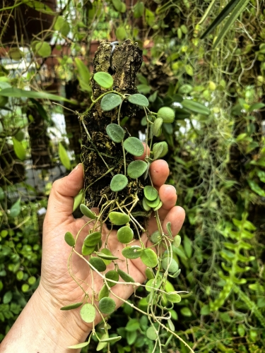 Hoya serpens na podkładce - terrarium, paludarium