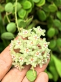 Hoya serpens na podkładce - terrarium, paludarium