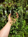 Hoya serpens na podkładce - terrarium, paludarium