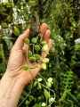 Hoya serpens na podkładce - terrarium, paludarium