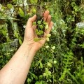 Hoya serpens na podkładce - terrarium, paludarium