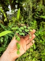 Hoya serpens w doniczce - terrarium, paludarium