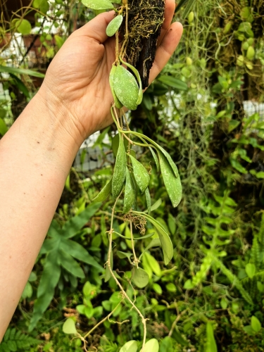 Hoya sigillatis 'Round Leaves' (Borneo) na podkłace - terrarium, paludarium