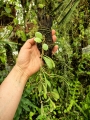 Hoya sigillatis 'Round Leaves' (Borneo) na podkłace - terrarium, paludarium