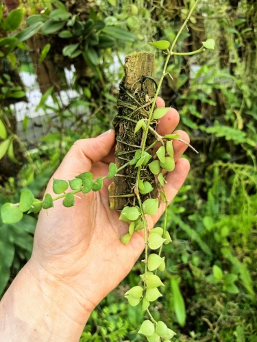 Dischidia ruscifolia na podkładce - terrarium, paludarium