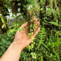 Dischidia ruscifolia na podkładce - terrarium, paludarium