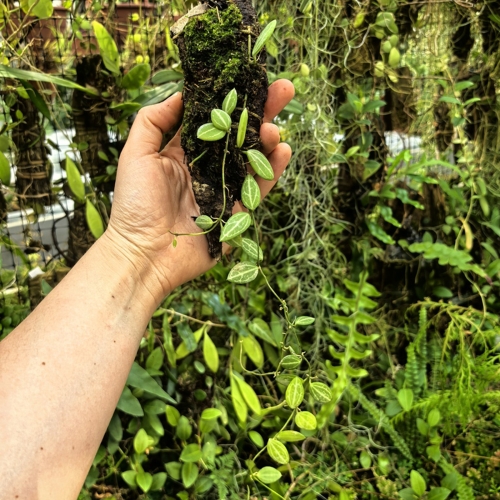 Dischidia ovata na podkładce - terrarium, paludarium
