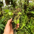 RZADKOŚĆ! Anthurium scandens var.scandens (Mini)-terrarium, paludarium