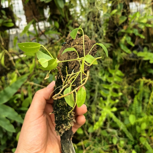 RZADKOŚĆ! Anthurium scandens var.scandens (Mini)-terrarium, paludarium