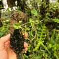 RZADKOŚĆ! Anthurium scandens var.scandens (Mini)-terrarium, paludarium