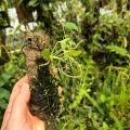 RZADKOŚĆ! Anthurium scandens var.scandens (Mini)-terrarium, paludarium