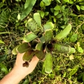 PROMOCJA! NEOREGELIE - ZESTAW-3 SZTUKI +odrost- terrarium, parapet