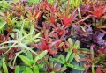NEOREGELIE - ZESTAW-3 SZTUKI - terrarium, parapet