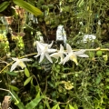 RZADKOŚĆ STORCZYK Dendrobium crumenatum