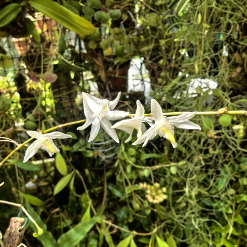 RZADKOŚĆ STORCZYK Dendrobium crumenatum