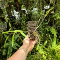 RZADKOŚĆ STORCZYK Dendrobium crumenatum